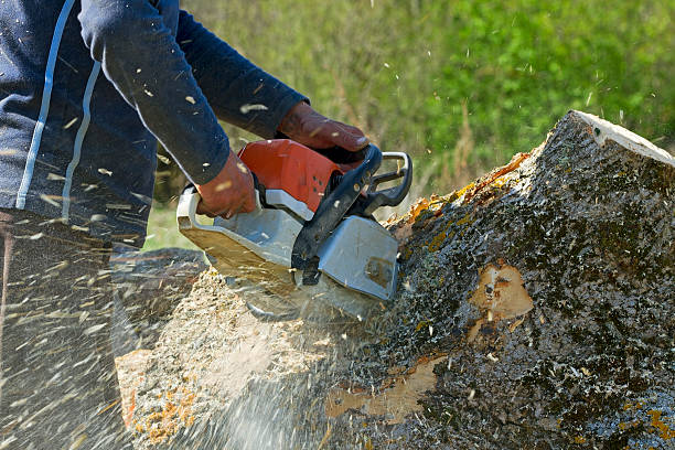 Best Residential Tree Removal  in Robinwood, MD